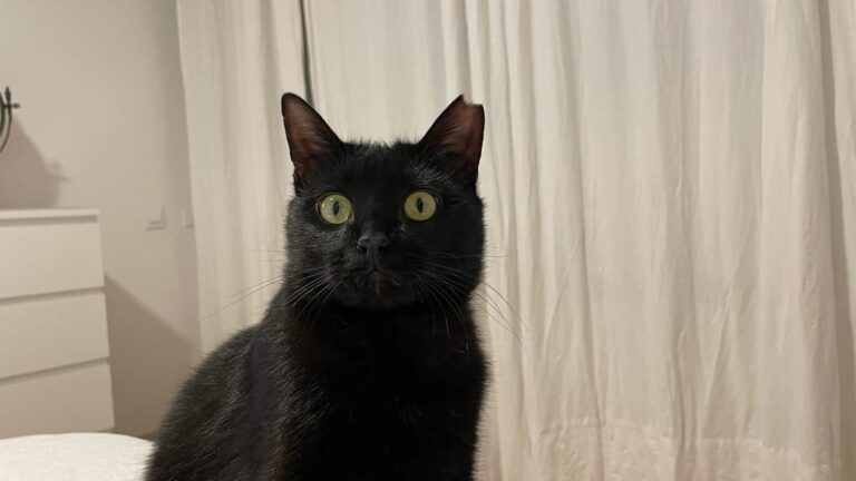 multimedia-foto77277-245-1