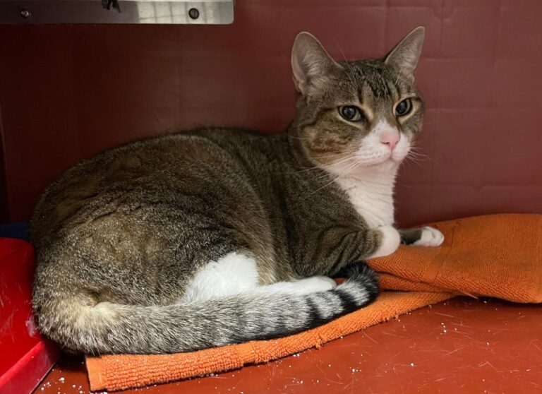 multimedia-foto77323-77-1