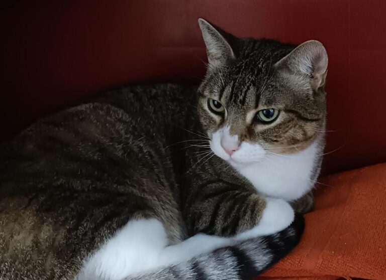 multimedia-foto77324-78-1