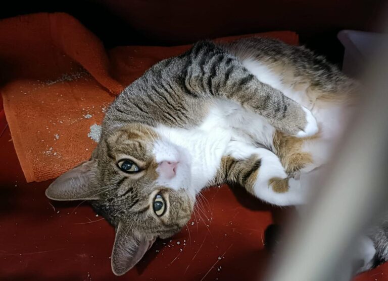 multimedia-foto77325-78-1