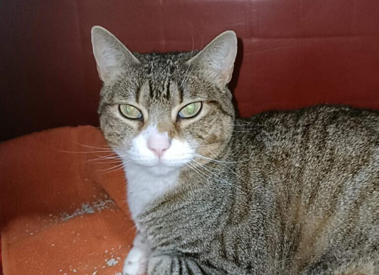 multimedia-foto77326-78-1