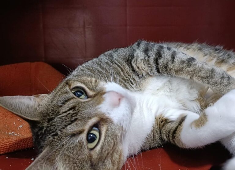 multimedia-foto77327-78-1