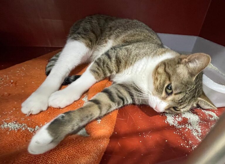 multimedia-foto77328-78-1