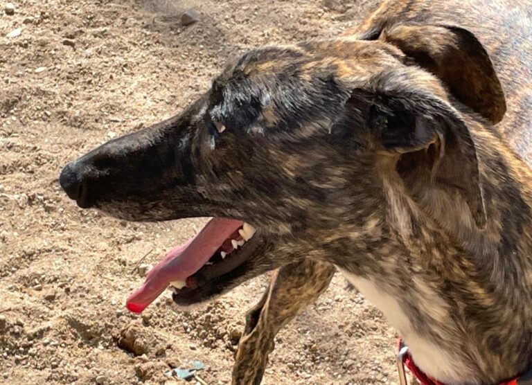 multimedia-foto77347-114-1