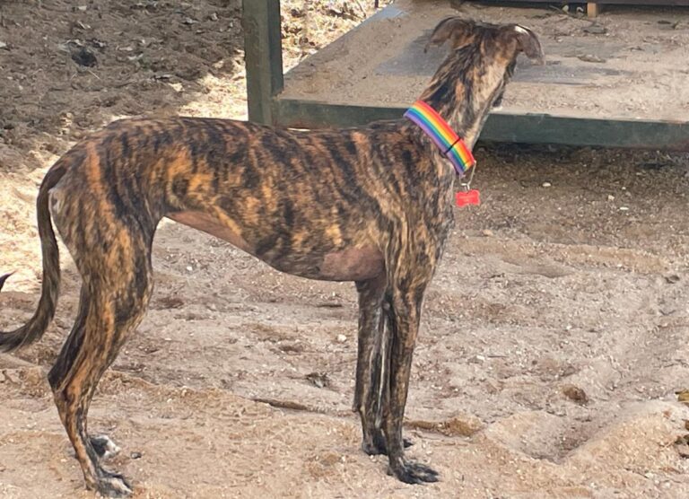 multimedia-foto77349-114-1