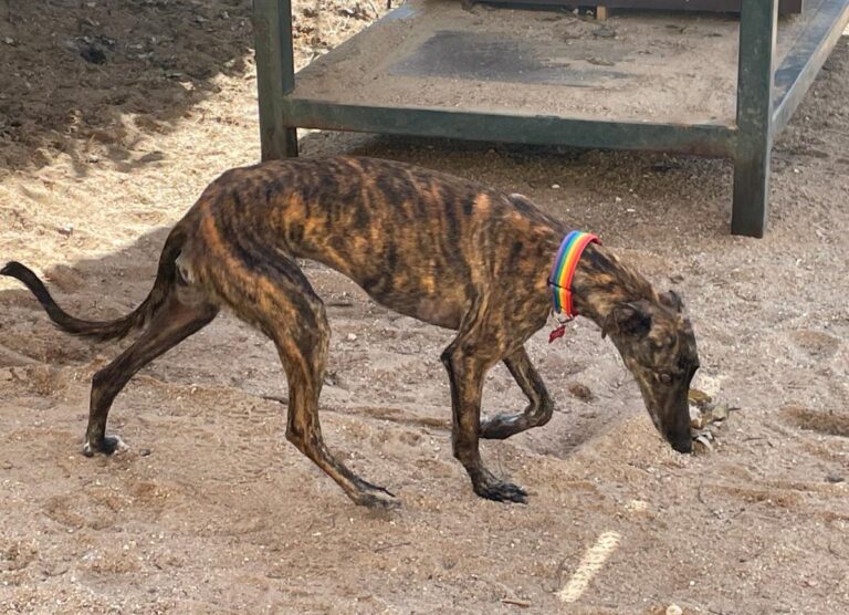 multimedia-foto77350-114-1