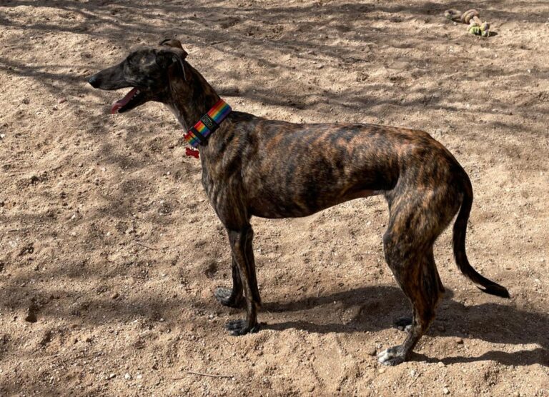 multimedia-foto77351-114-1