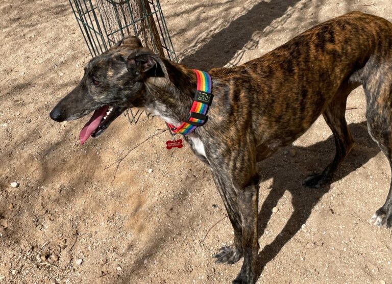 multimedia-foto77352-115-1