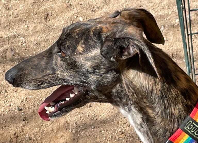 multimedia-foto77353-115-1