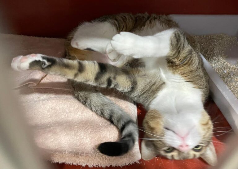 multimedia-foto77388-243-1