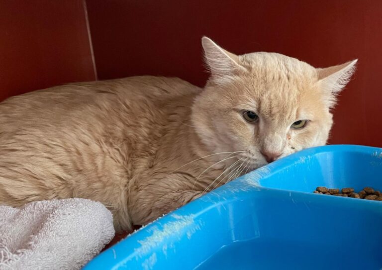 multimedia-foto77390-589-1