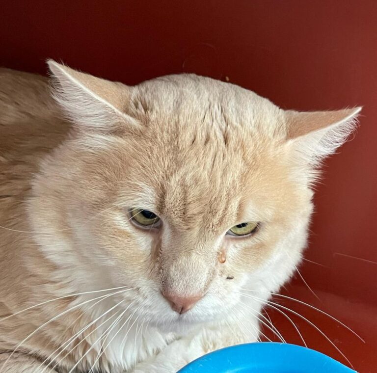 multimedia-foto77391-589-1