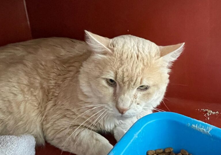 multimedia-foto77392-590-1