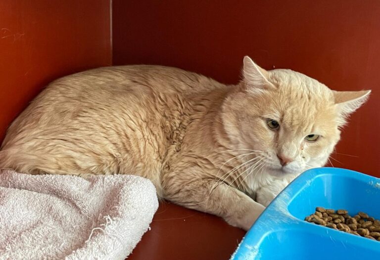 multimedia-foto77393-590-1