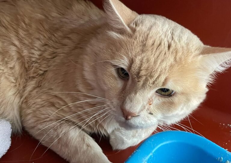 multimedia-foto77394-590-1