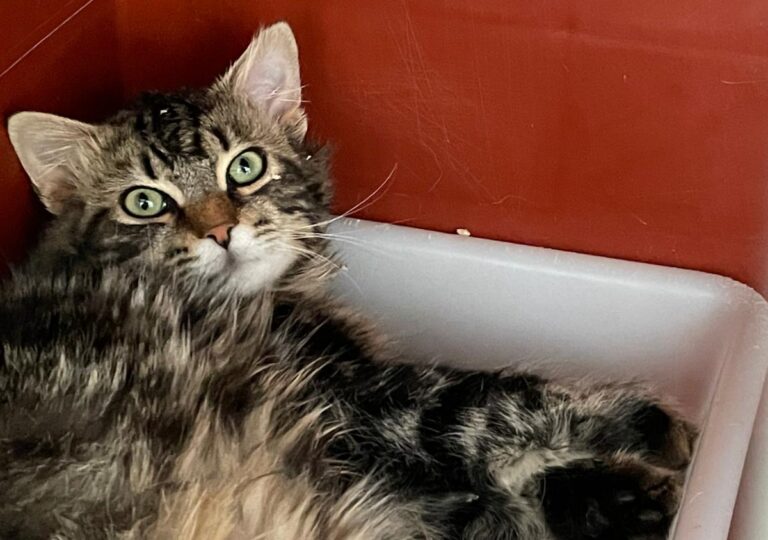 multimedia-foto77396-816-1