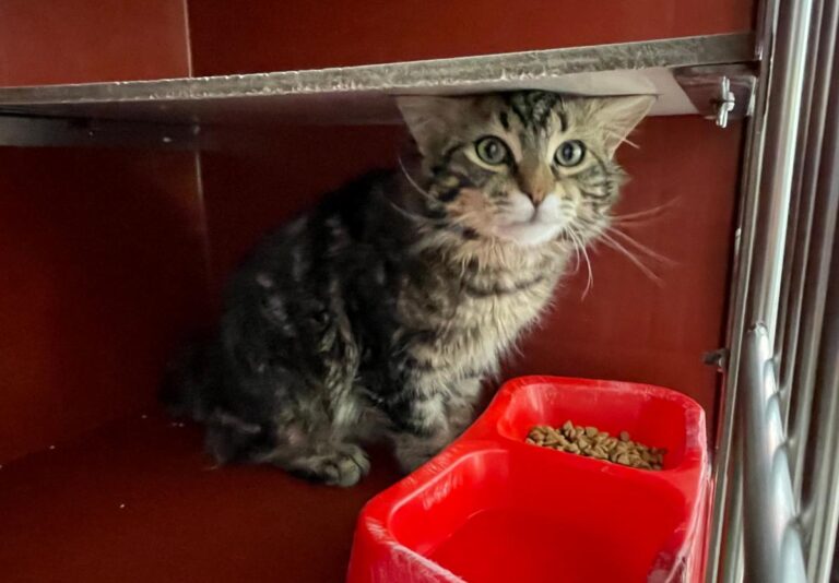 multimedia-foto77397-816-1