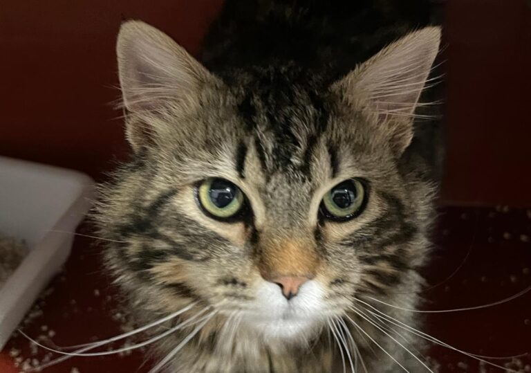 multimedia-foto77398-816-1