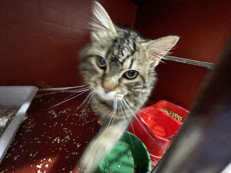 multimedia-foto77399-817-1