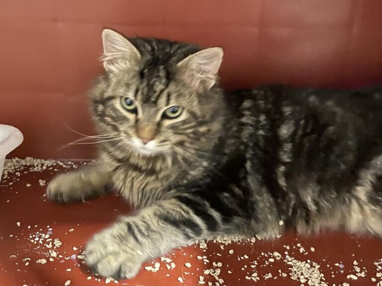 multimedia-foto77400-817-1