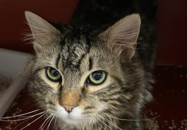 multimedia-foto77401-817-1