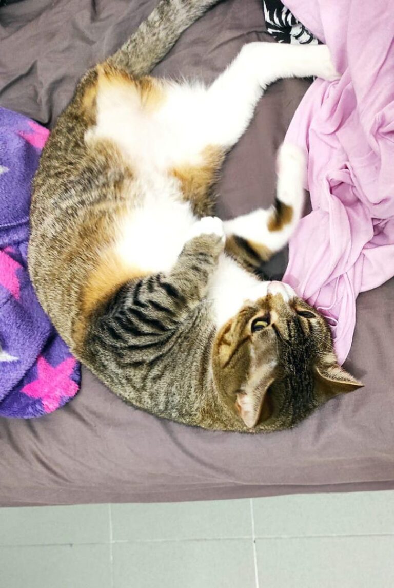 multimedia-foto77409-644-1