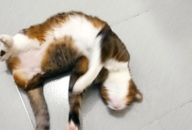 multimedia-foto77410-645-1