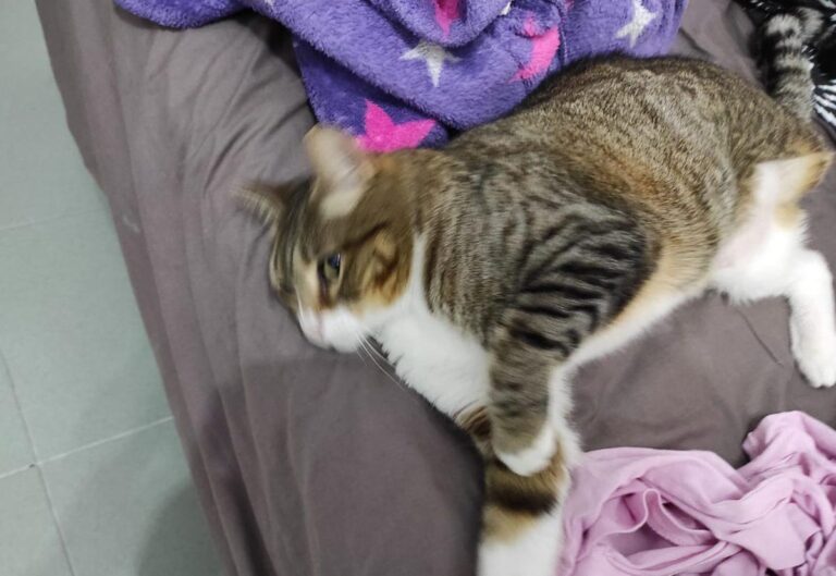 multimedia-foto77412-645-1