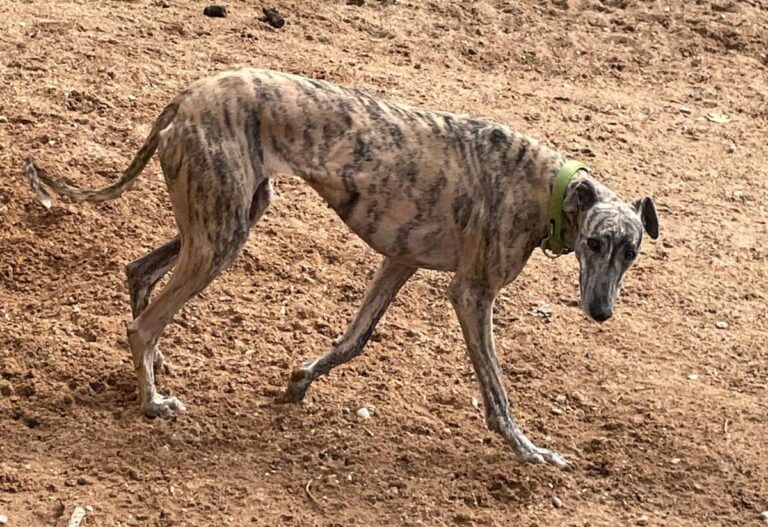 multimedia-foto77419-281-1