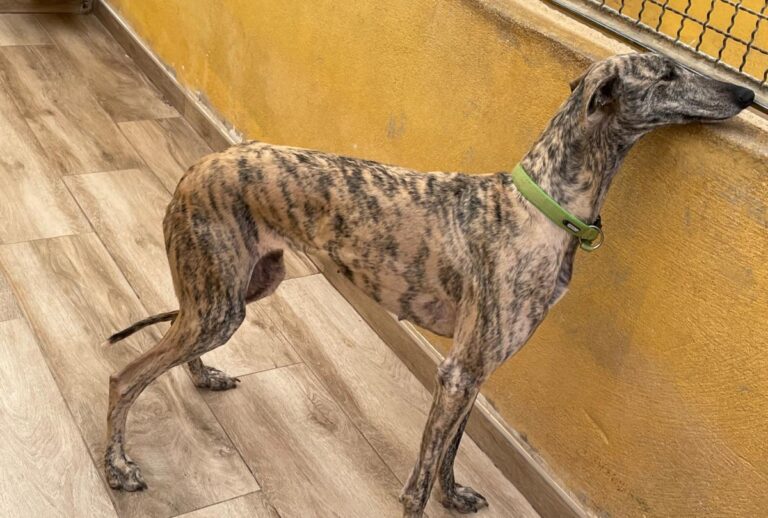 multimedia-foto77425-282-1