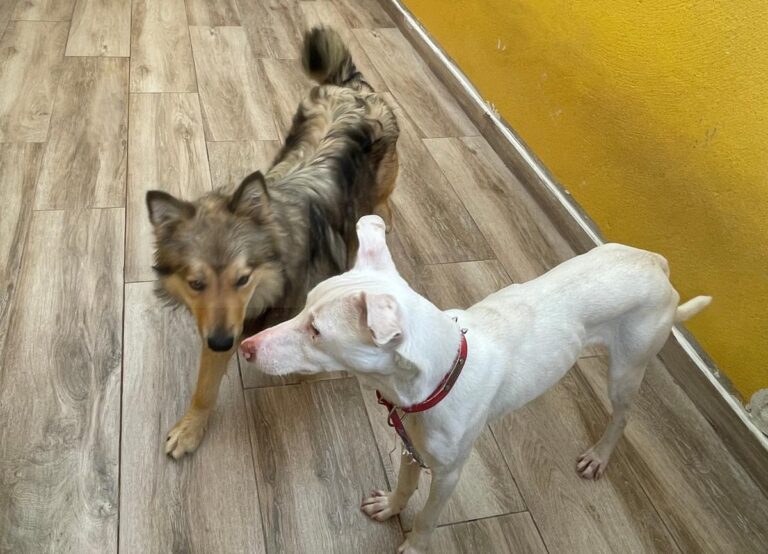 multimedia-foto77474-396-1