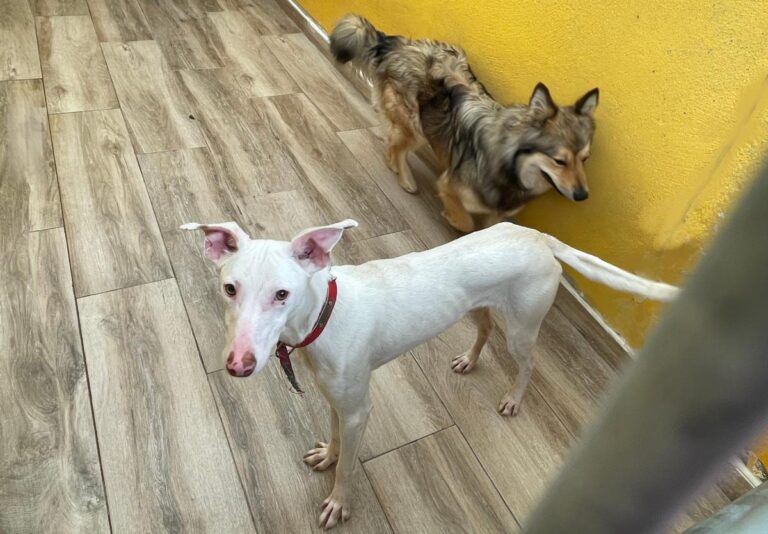 multimedia-foto77475-396-1