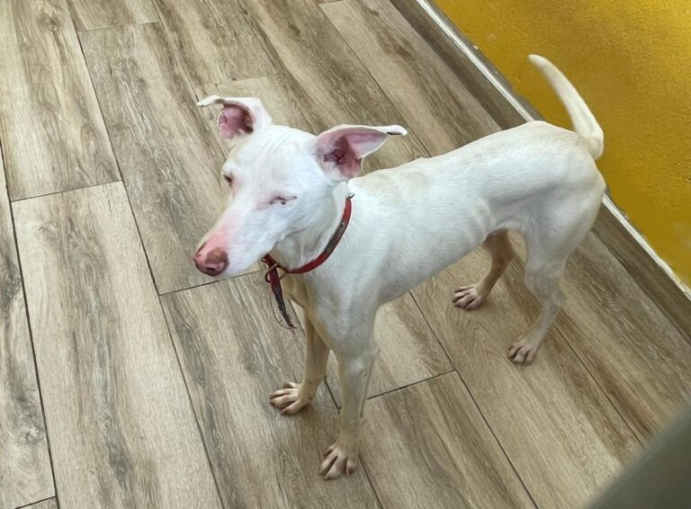 multimedia-foto77476-396-1