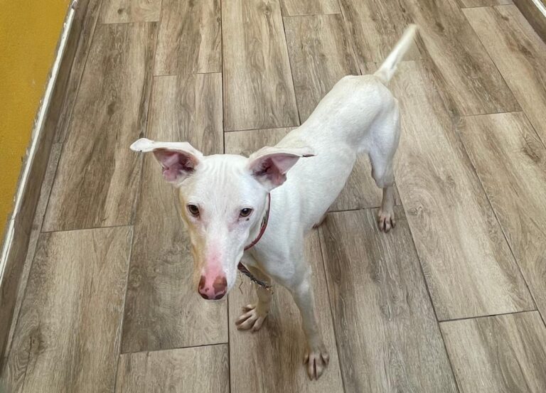 multimedia-foto77477-397-1