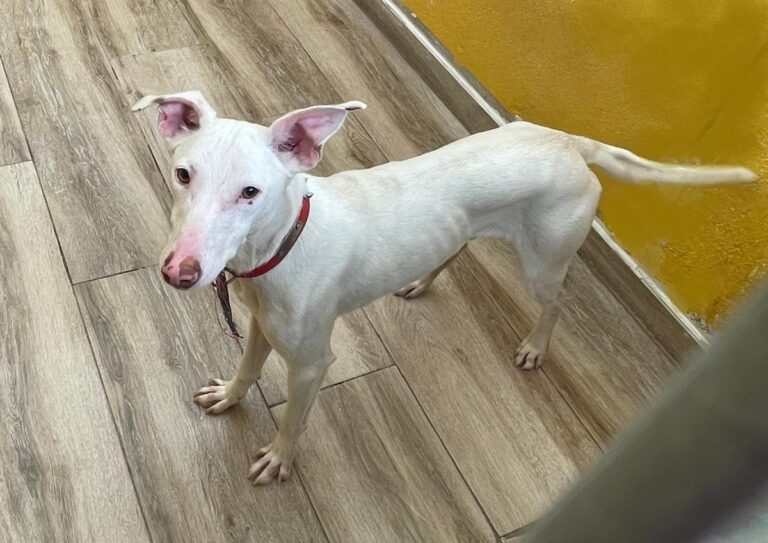 multimedia-foto77478-397-1