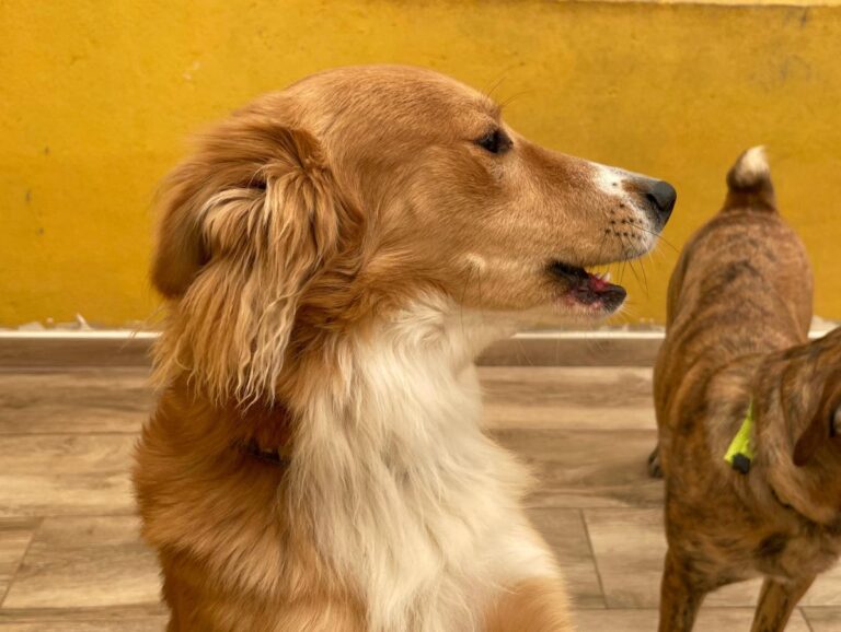 multimedia-foto77480-527-1