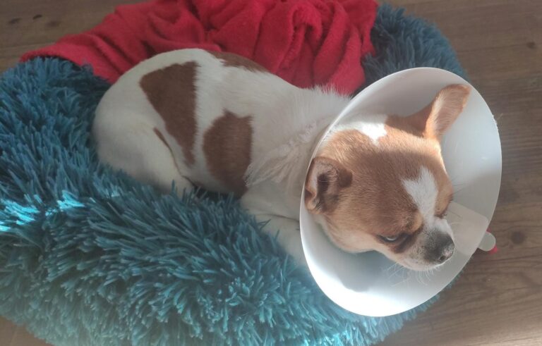 multimedia-foto77595-58-1