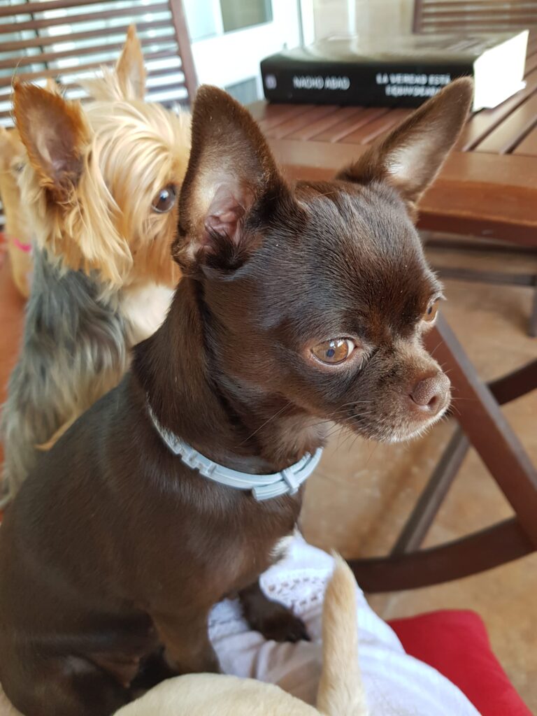 multimedia-foto77597-110-1