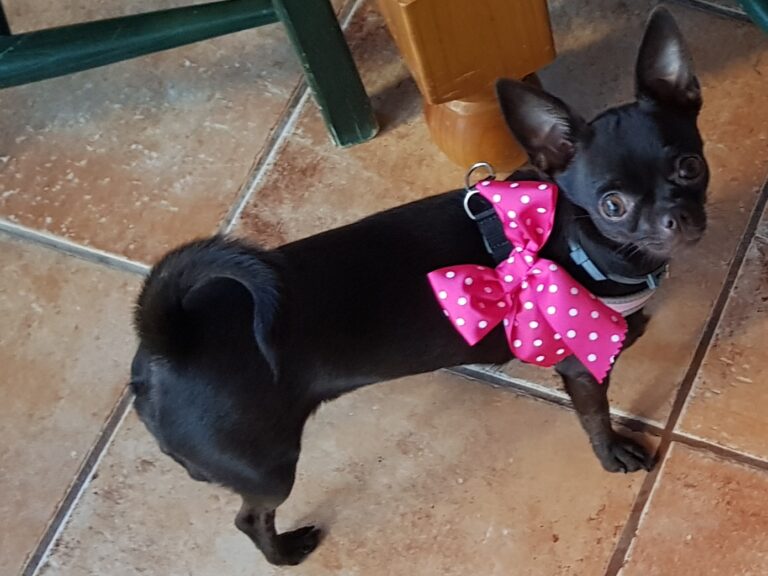 multimedia-foto77599-110-1