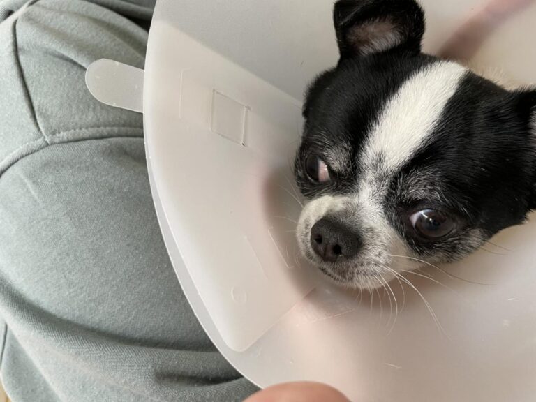 multimedia-foto77600-378-1