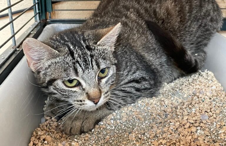 multimedia-foto77620-277-1