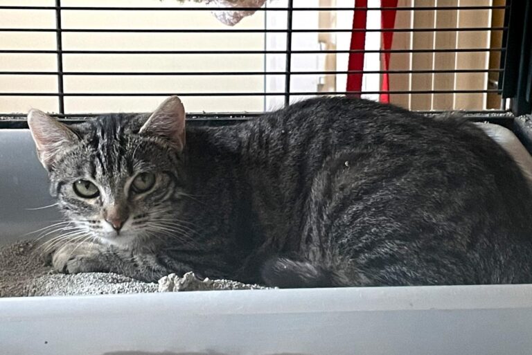 multimedia-foto77621-278-1