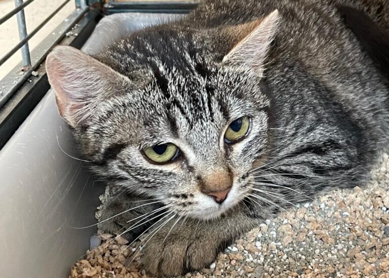 multimedia-foto77622-278-1