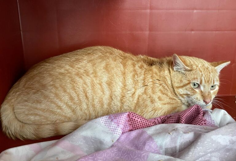 multimedia-foto77627-739-1