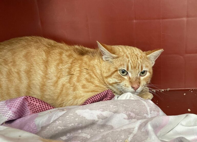 multimedia-foto77628-739-1