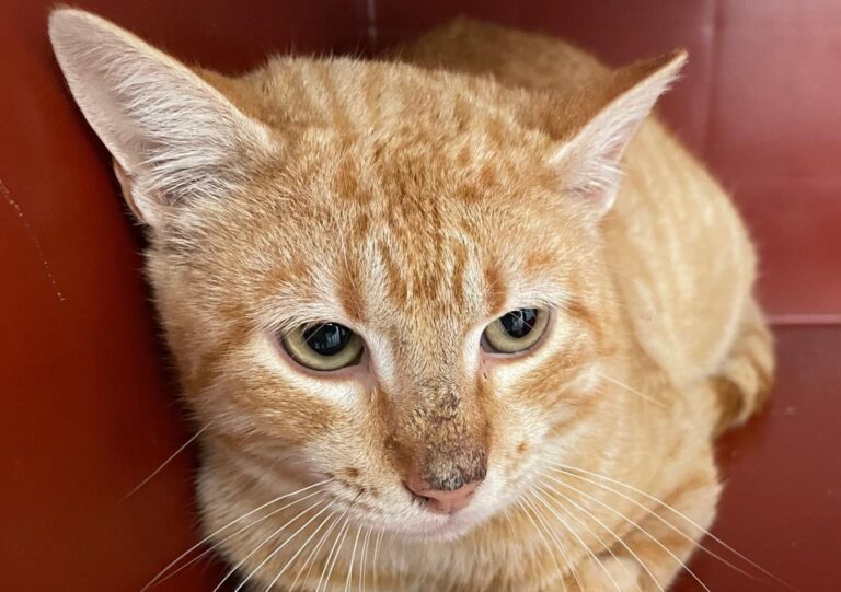 multimedia-foto77629-740-1