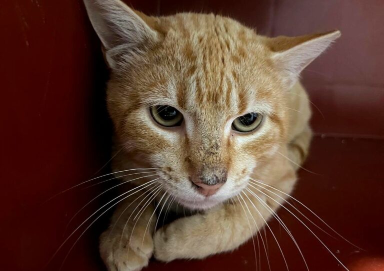 multimedia-foto77630-740-1