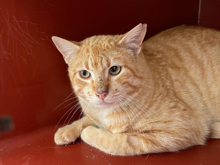 multimedia-foto77631-740-1