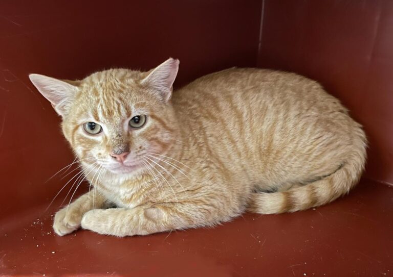 multimedia-foto77632-740-1