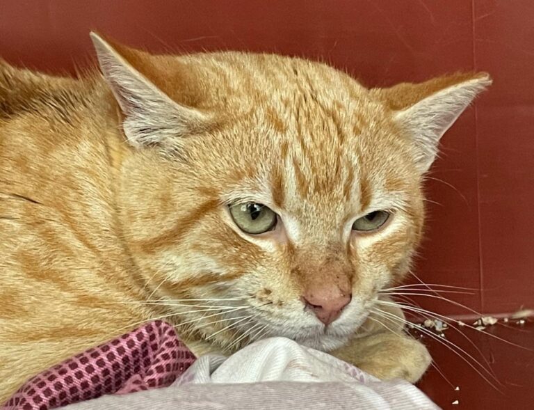 multimedia-foto77633-740-1